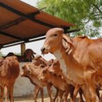 Organic village dairy in Jaipur with Gir cow buffalo and glass bottle milk supply