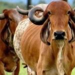 A2 Gir cow milk dairy cow
