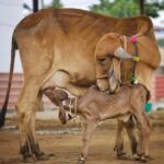 Gir cow in organic farm Jaipur