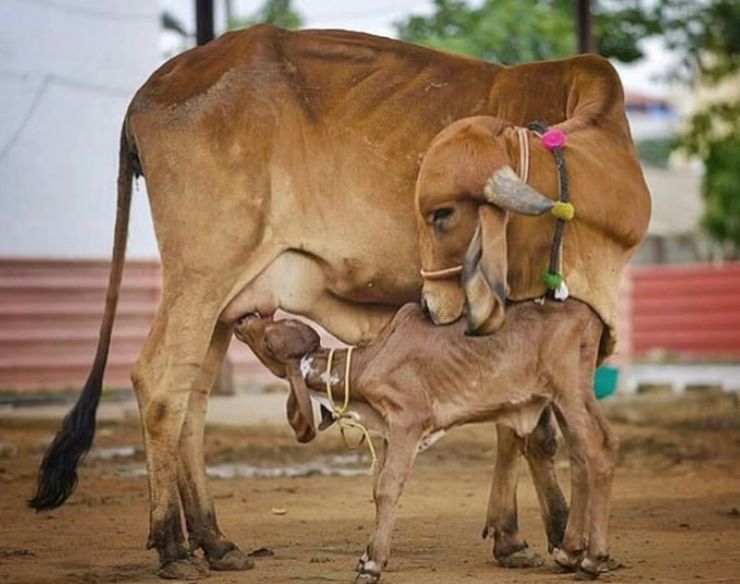 Gir cow in organic farm Jaipur