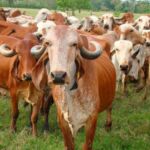 Pure A2 milk dairy farm Rajasthan