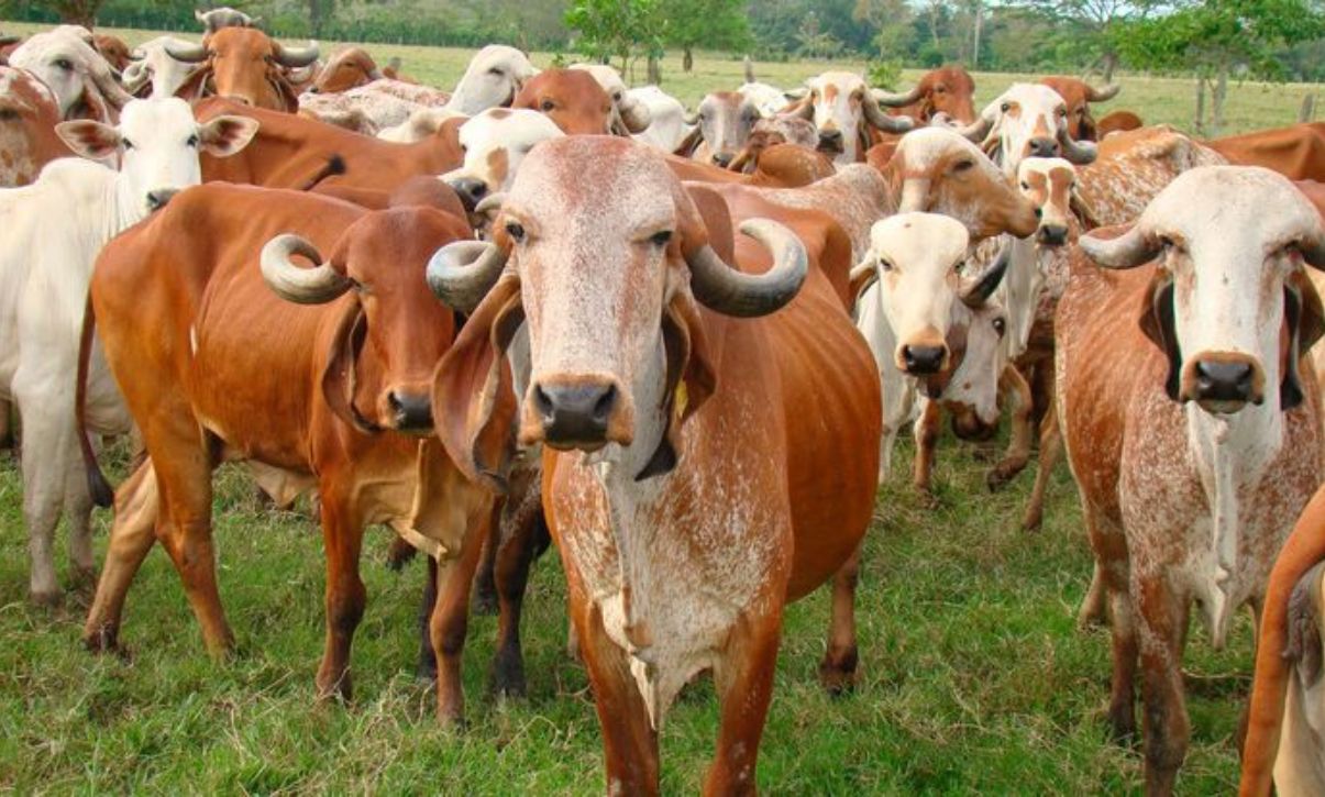 Pure A2 milk dairy farm Rajasthan