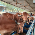 Desi Gir cow milk production