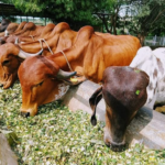 dairy cow India