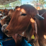 Traditional Indian Gir cow dairy