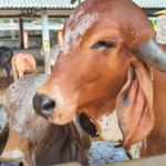 High milk yield Gir cow breed