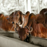 Natural Gir cow at organic farm