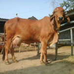 Farm fresh Gir cow in Jaipur