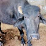Healthy Gir cow at Radharaj farm