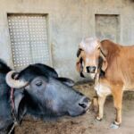 Indian Gir cow close up face